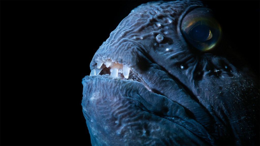 Filmreview: De Wilde Noordzee