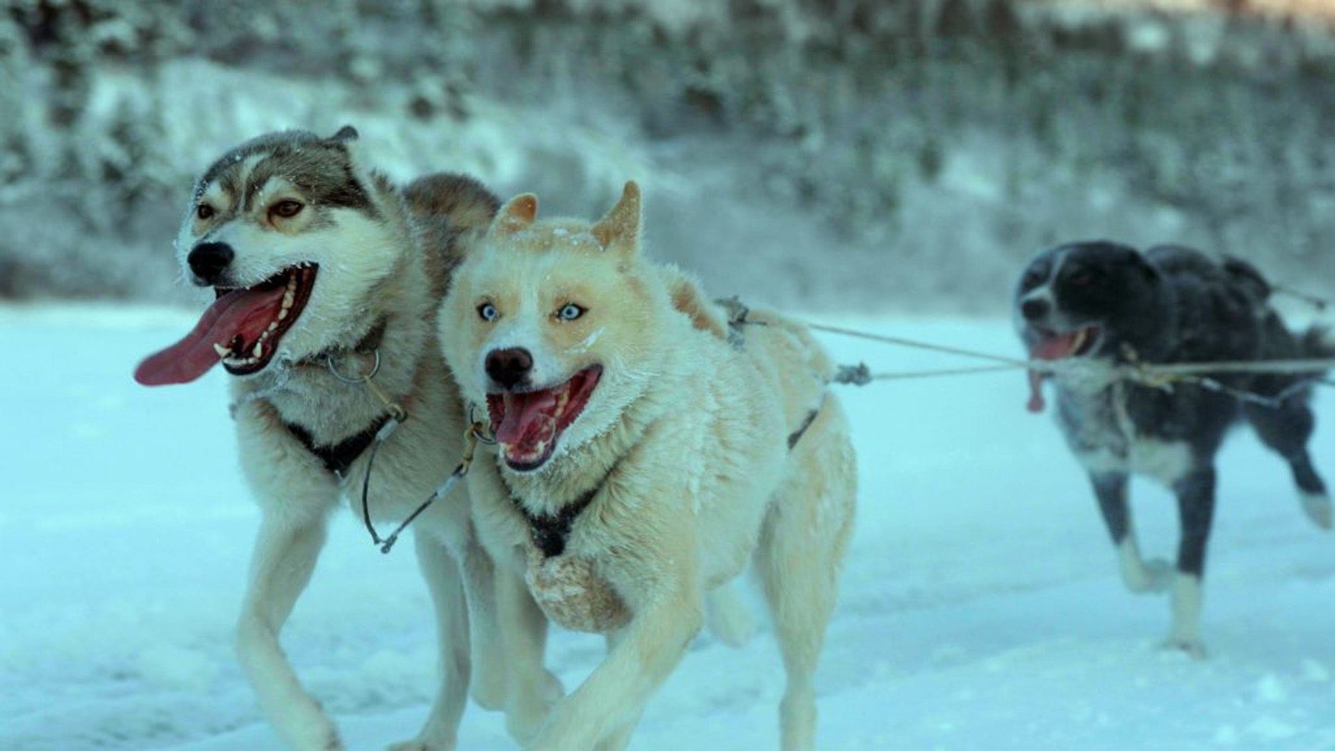 Filmrecensie: Folktales