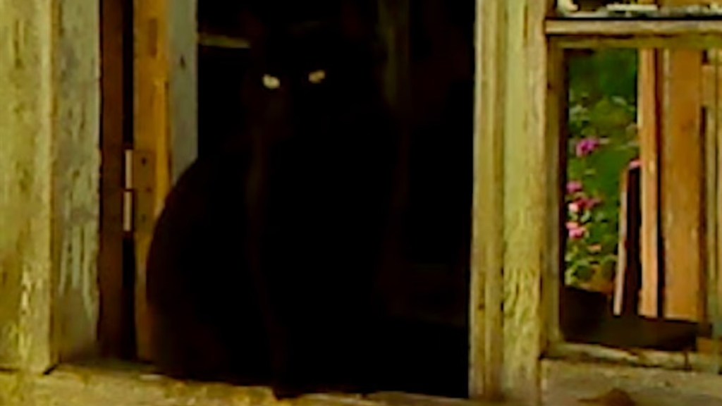 Filmrecensie: Dry Leaf